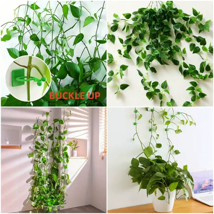 10/20 pièces Clips de montage mural d'escalade de plantes crochets de boucle de vigne auto-adhésifs