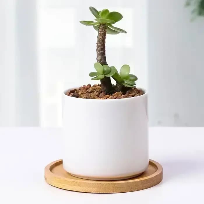 Plateau multi-bambou, soucoupe en bois, Pot de fleur, plateau de tasse, plaque de dessous de verre, assiette décorative de cuisine, dessous de verre créatif, tapis de tasse à café