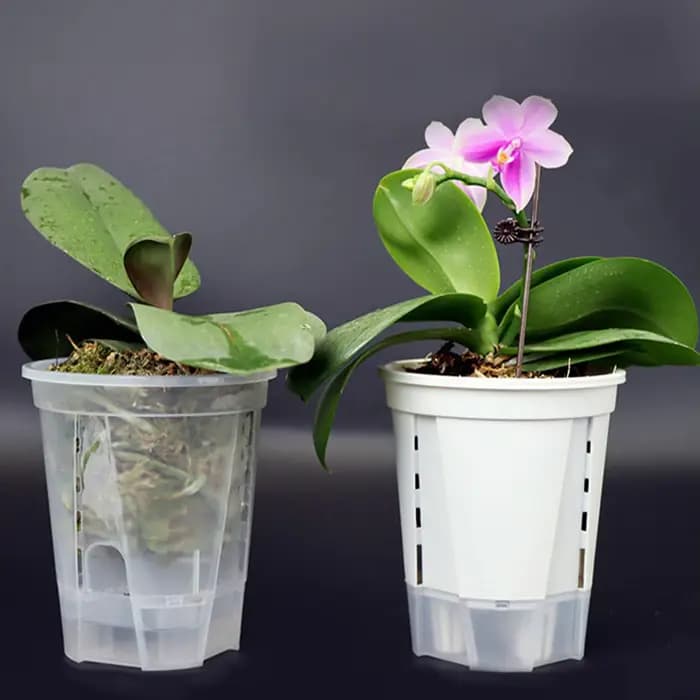 Lot de 5 pots auto-arrosants pour orchidées