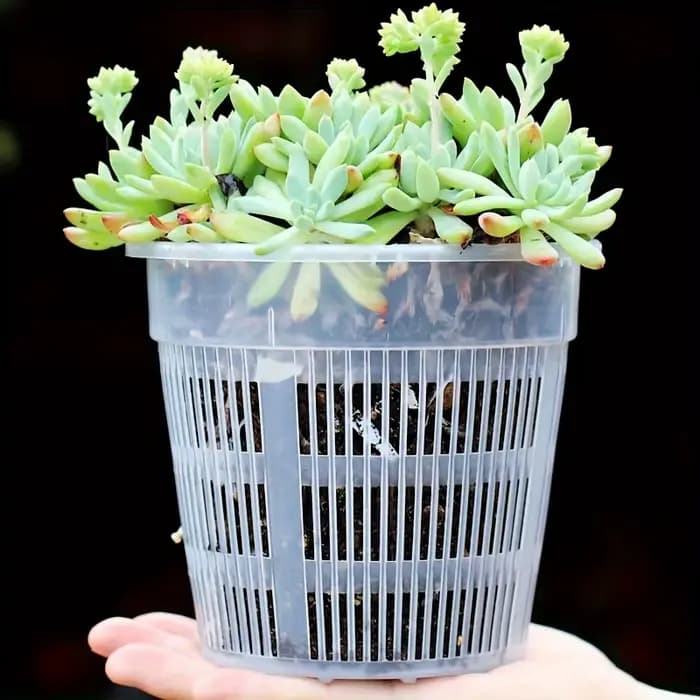 Lot de 6 pots à orchidées transparents avec trous de drainage