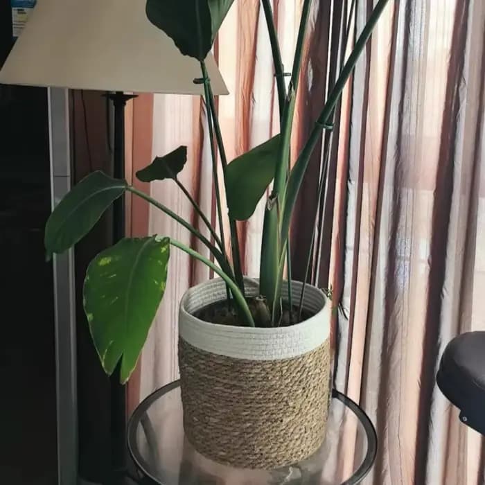Panier de rangement en paille naturelle - Pot de fleurs tressé pour décoration