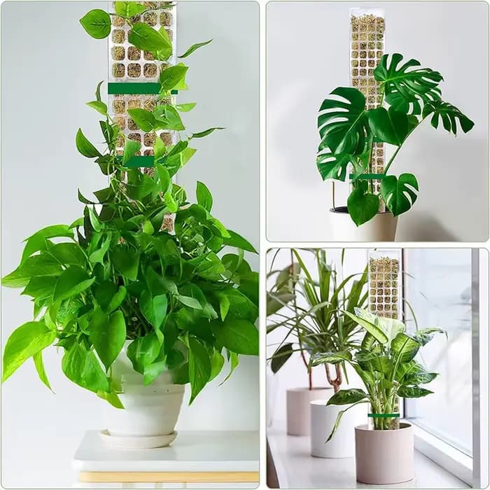 Support de plantes en plastique, poteau de mousse, plantes grimpantes d'intérieur, Tutors garantis,