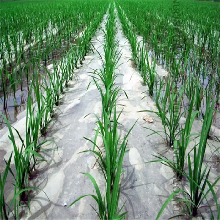50m 0.6 ~ 2m d'épaisseur 0.01mm Agriculture Film blanc plantation de légumes Film de paillis en plas