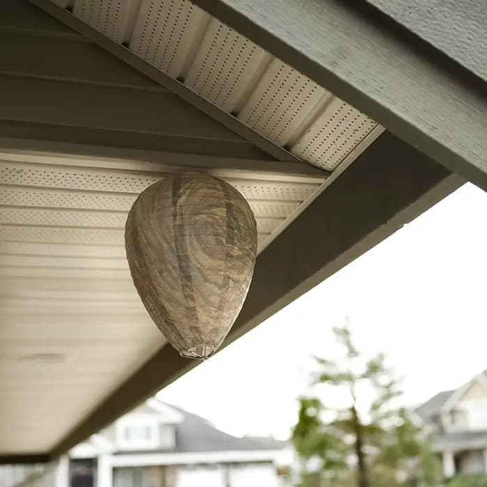 1-5 pièces guêpe nid leurre guêpes dissuaseurs Non toxique faux nid abeille