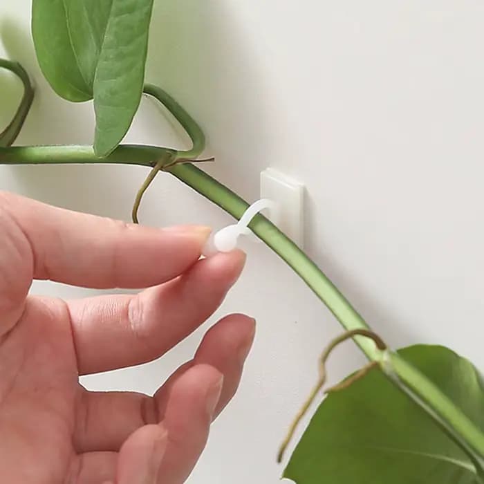 Support de plante grimpante en fer pour plantes grimpantes, avec revêtement antirouille noir pour fl