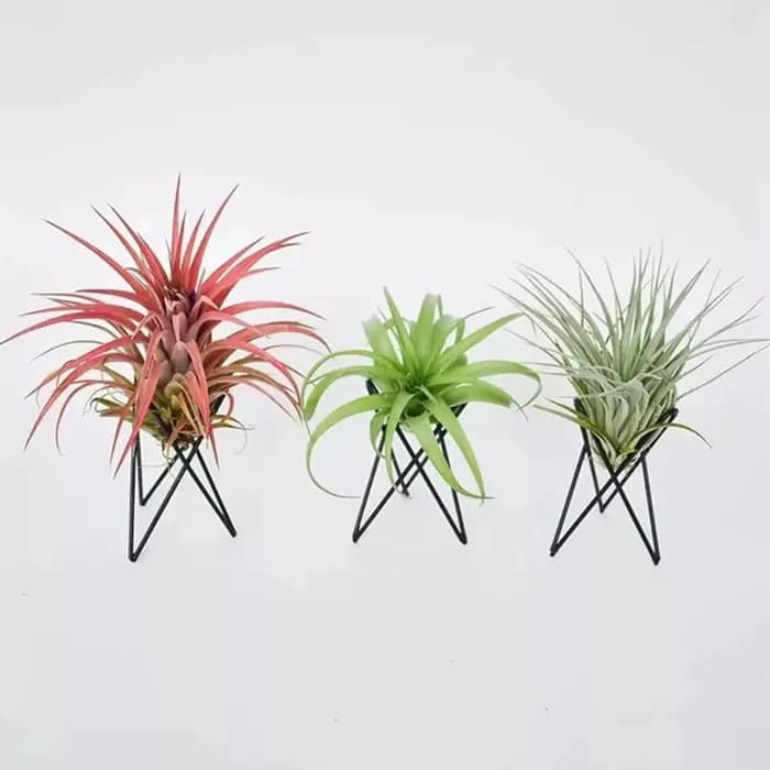 Porte-plantes géométriques, conteneur de bureau élégant pour la famille, les amis, le voisin, cadeau