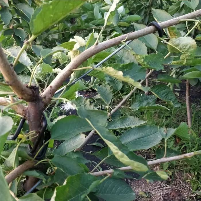 Support de Branches d'arbre fruitier, Support de plantes, épandeur de Branches de fruits, cadre de S