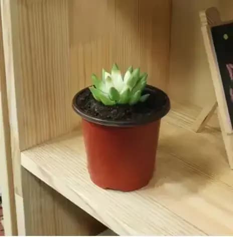 Pot de fleurs en plastique, boîte de culture, plateau résistant aux chutes pour plantes de jardin de