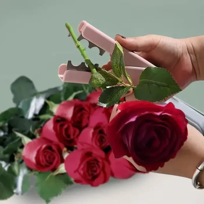 Dissolvant d'épine de Rose