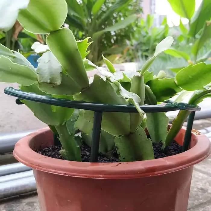 Support de plante en plastique, cadre de Pile, Arrangement de serre, tige fixe en demi-cercle, Suppo