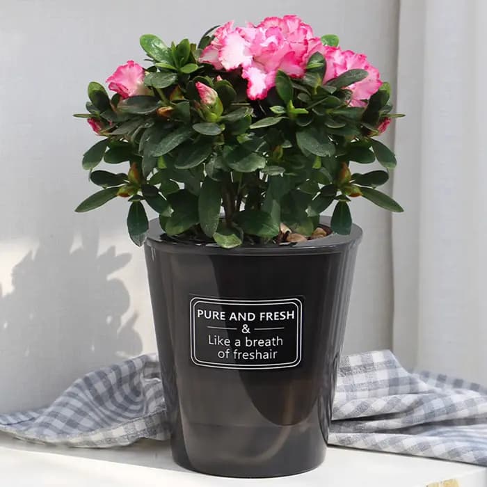 Pot de Fleur Hydroponique Créatif, Super Absorbant, pour assurer la Croissance Saine des Plantes Ver