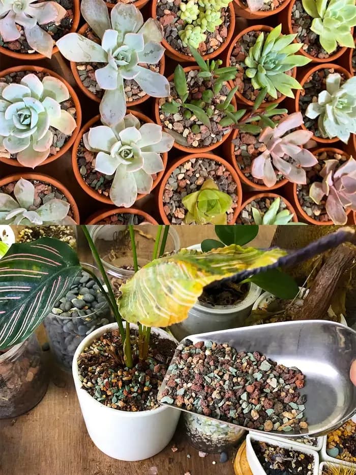 Mélange de galets de roche de lave horticole, pierre ponce, pot de sol, amendement, Cactus succulent