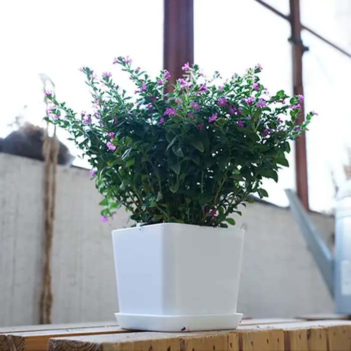 Pot de fleur polygonal minimaliste blanc avec plateau