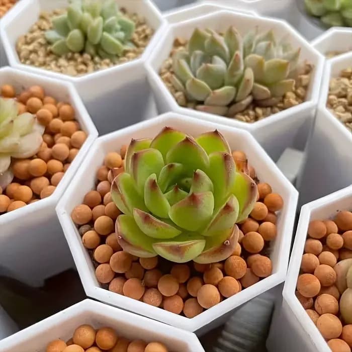 2/4//10 pièces de Pots de fleurs octogonaux blancs sont très adaptés aux cactus succulents et à la c