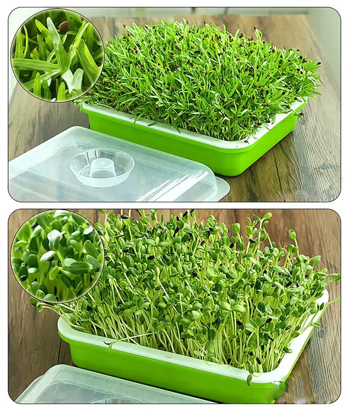 1 ensemble plat de germination Pot de culture hydroponique semis de légumes haricots Pot