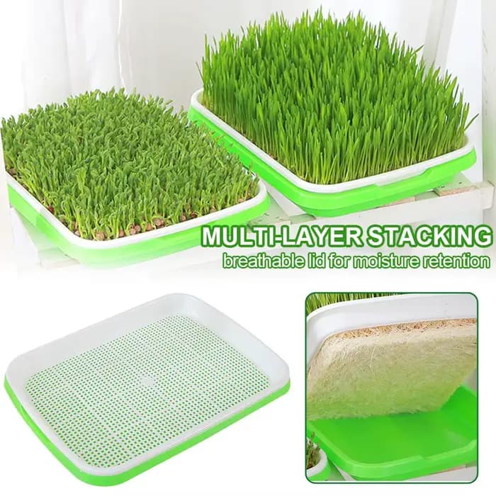 Plateau de germination de graines pour la maison