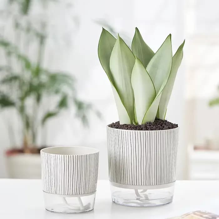 Pot de Fleurs Hydroponique existent avec Corde en Coton