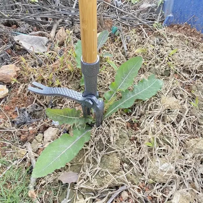 Outil de désherbage manuel robuste en acier à 4 griffes pour jardin