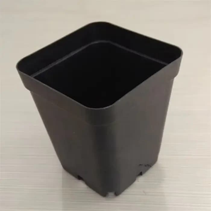 Petit pot de fleur de poulet carré noir