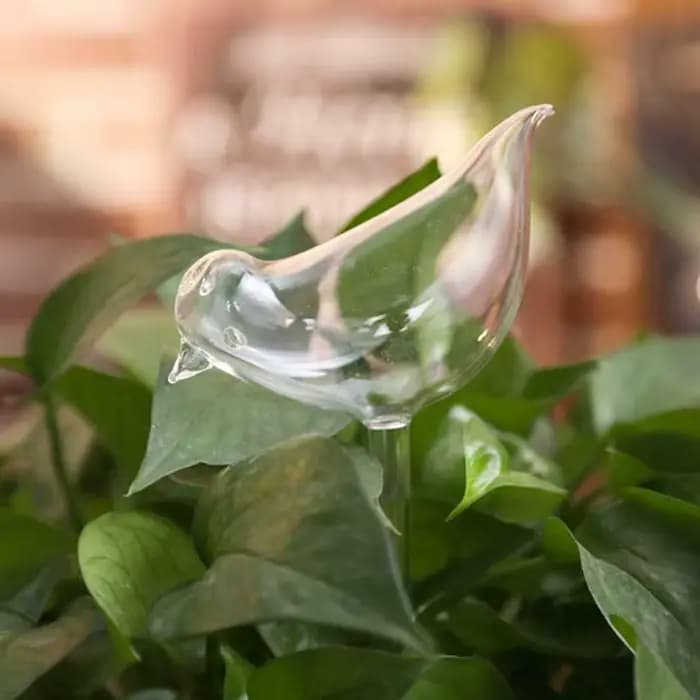 Globes d'arrosage automatique pour abreuvoir pour plantes, ampoules aquatiques claires souffées à la