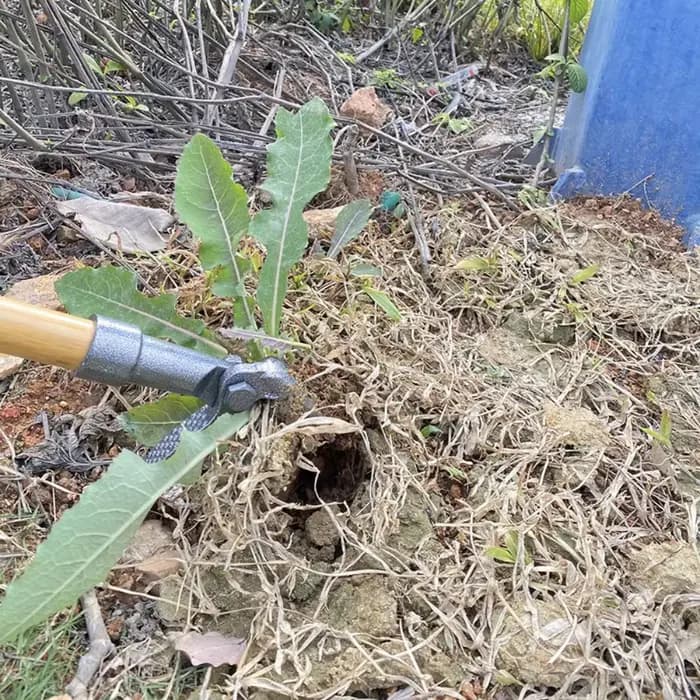 Outil de désherbage manuel robuste en acier à 4 griffes pour jardin