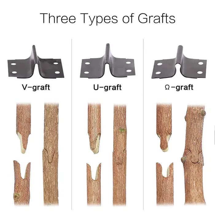 Sécateur de greffage de boîte à outils rouge professionnel