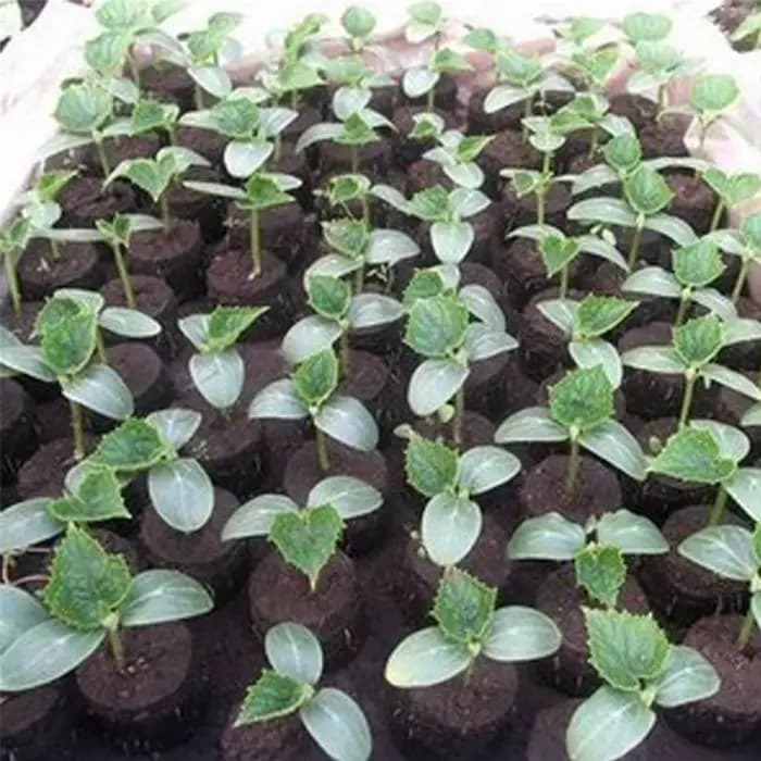 Escalade de semis 24 trous pour la germination de l'herbe de blé