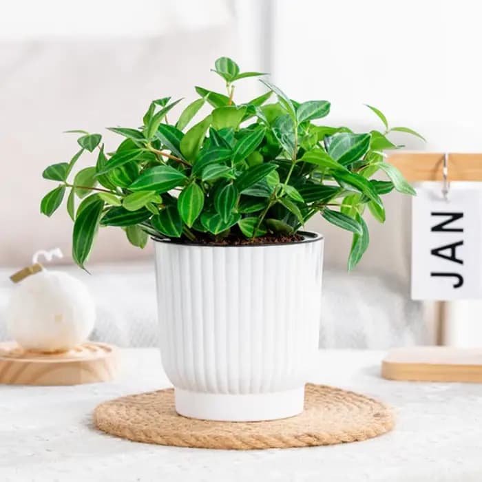 Pot de fleurs auto-arrosant à double couche pour hydroponie