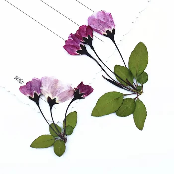 12 Pièces de Fleurs Séchées de Bégonia avec Feuilles pour Remplissage de Moules en Résine Époxy DIY