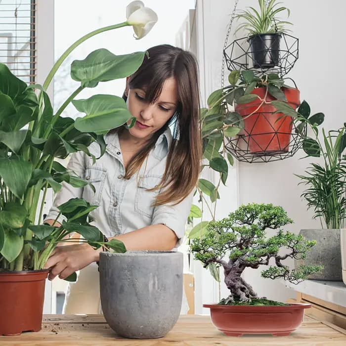4 pots de fleurs en plastique épaissi pour bonsaïs
