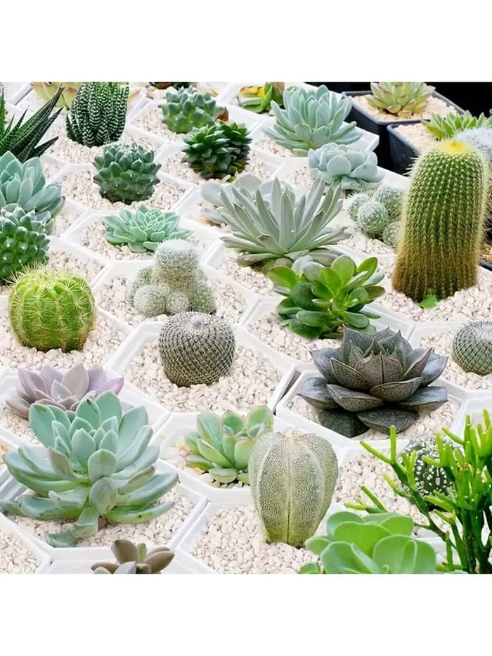 1 paquet de perlite horticole de 3-6 mm pour la culture des semis