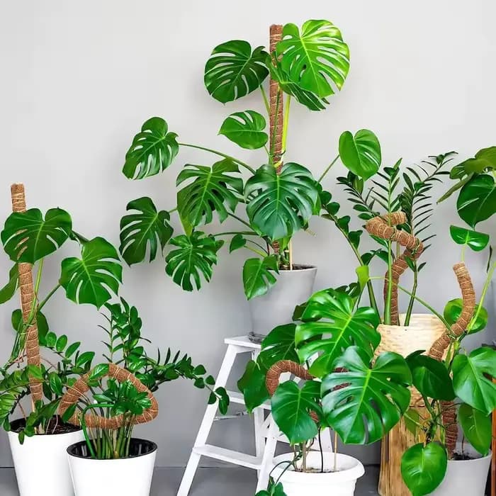 Support de grimpement pliable pour plantes, en fibre de coco, déformable, avec base de fixation, typ