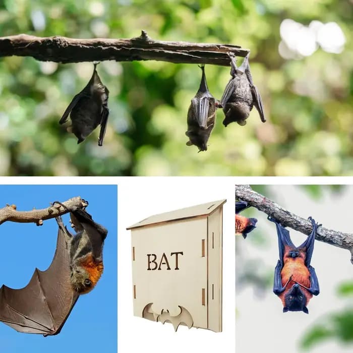 Nichoir en bois pour chauves-souris d'extérieur