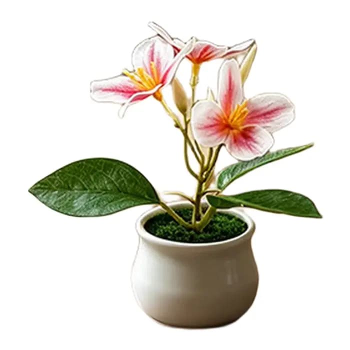 Plante d'orchidée compacte en pot pour usage intérieur et extérieur