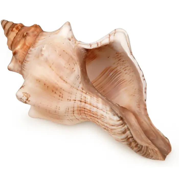 Pot de fleurs en coquille de conque naturelle - Grand pot