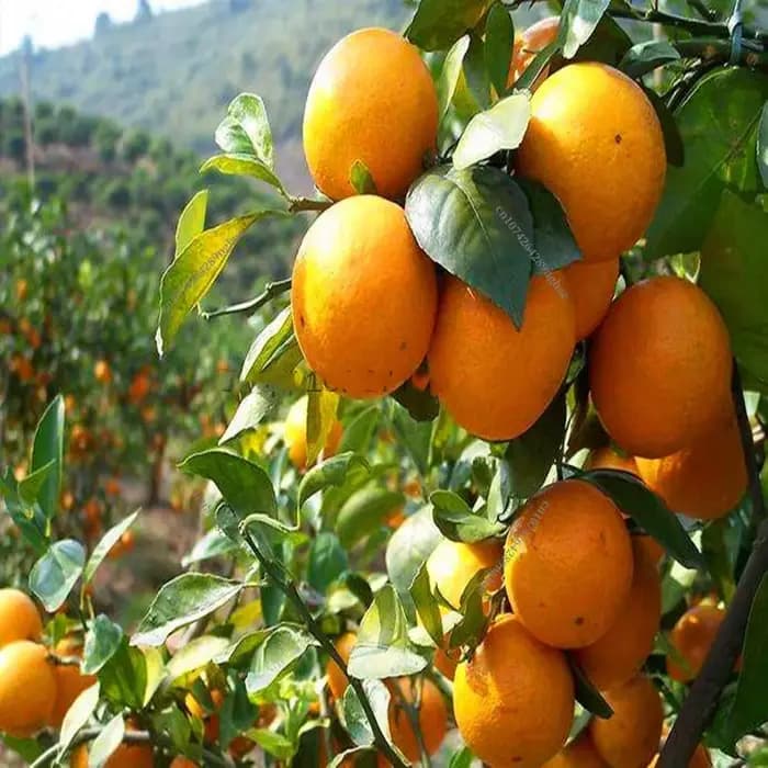 Engrais Super PGR pour la croissance des plantes