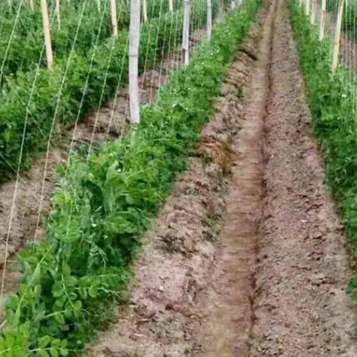 Filet d'escalade en treillis pour plantes de jardin, tissage d'atterrissage de vigne, cadre de crois