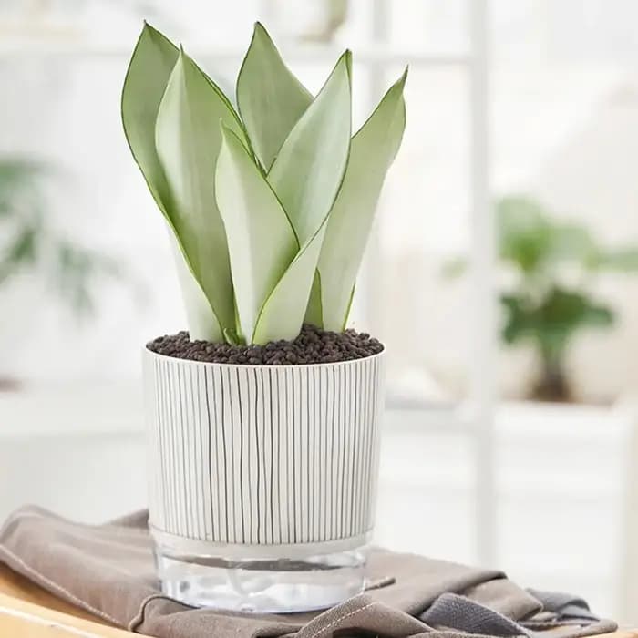 Pot de plantes transparent auto-arrosant, plantes vertes, décoration de bonsaï pour la maison, pot à fleurs paresseux avec réservoir d'eau, fournitures de jardinage