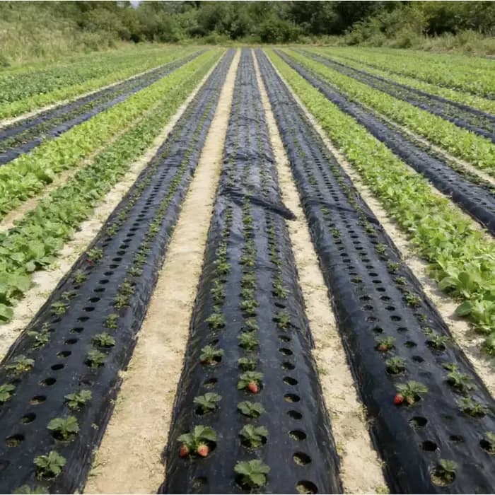 Film de paillis biodégradable noir pour plantation agricole