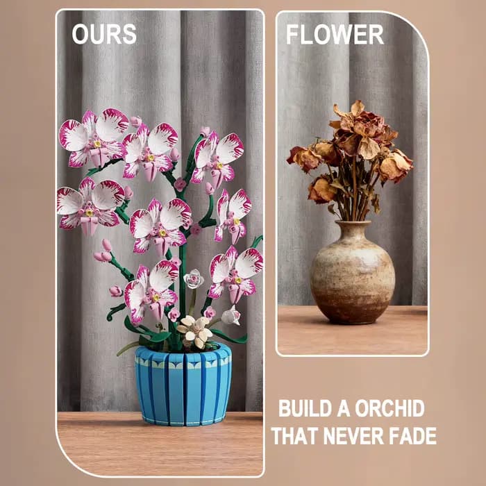 Pot d'orchidée, plante en pot