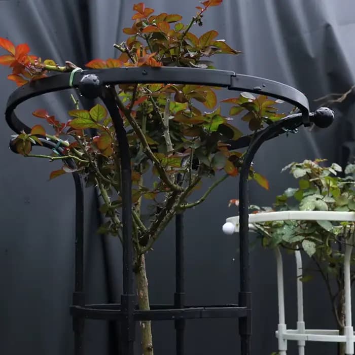 Treillis d'escalade de roses en forme de parapluie à cercle unique de jardinage