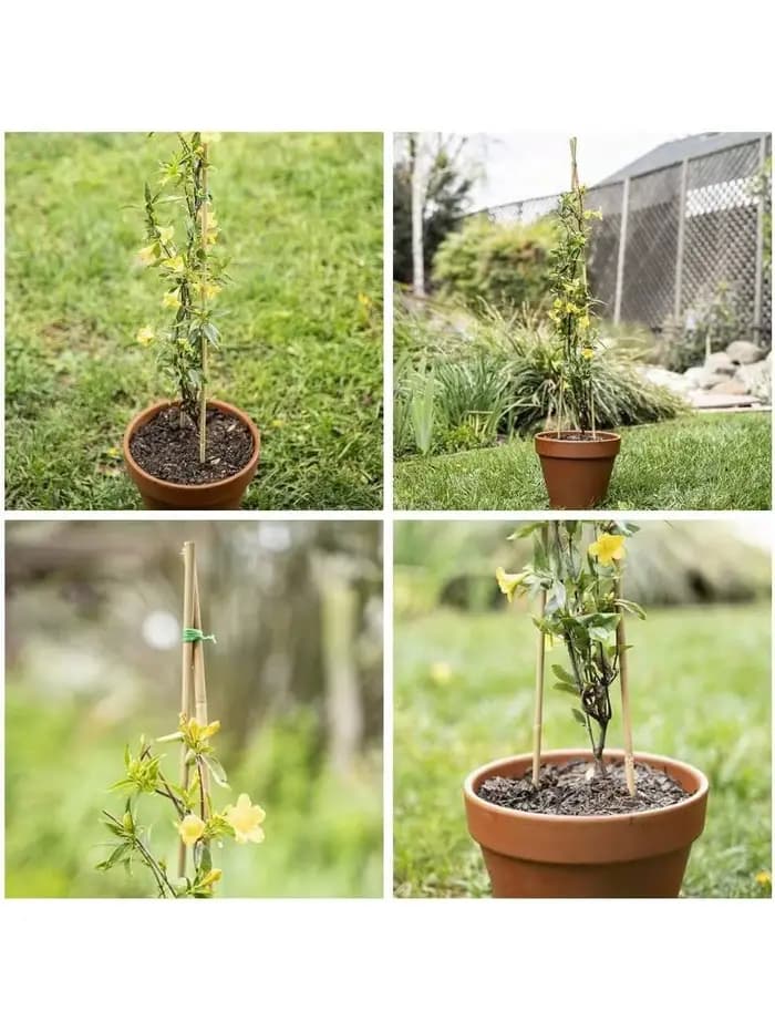 Piquets en bois de jardin en bambou, plantes en bambou écologiques, piquets en bois, plantes grimpan