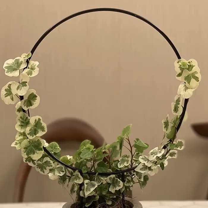 Support de plante grimpante en fer pour plantes grimpantes, avec revêtement antirouille noir pour fl
