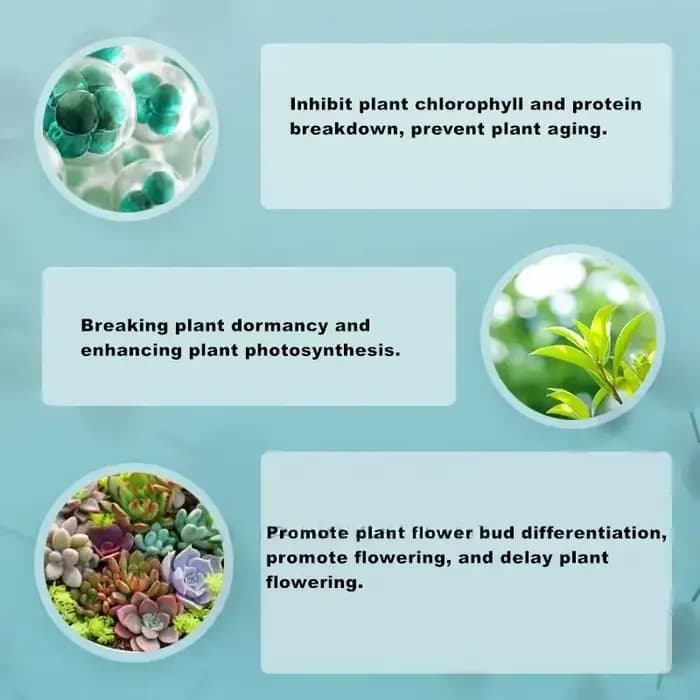 Régulateur de croissance des plantes, Hormone de cytokinine, 20ml, pour plantes succulentes, fournitures de jardin domestique, engrais