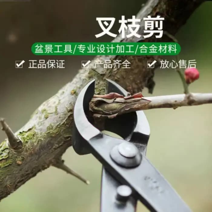 Ciseaux à tête ronde en acier forgé pour coupe de branches d'arbre de jardin, outils de bonsaï, outils de mise en forme des bonsaï