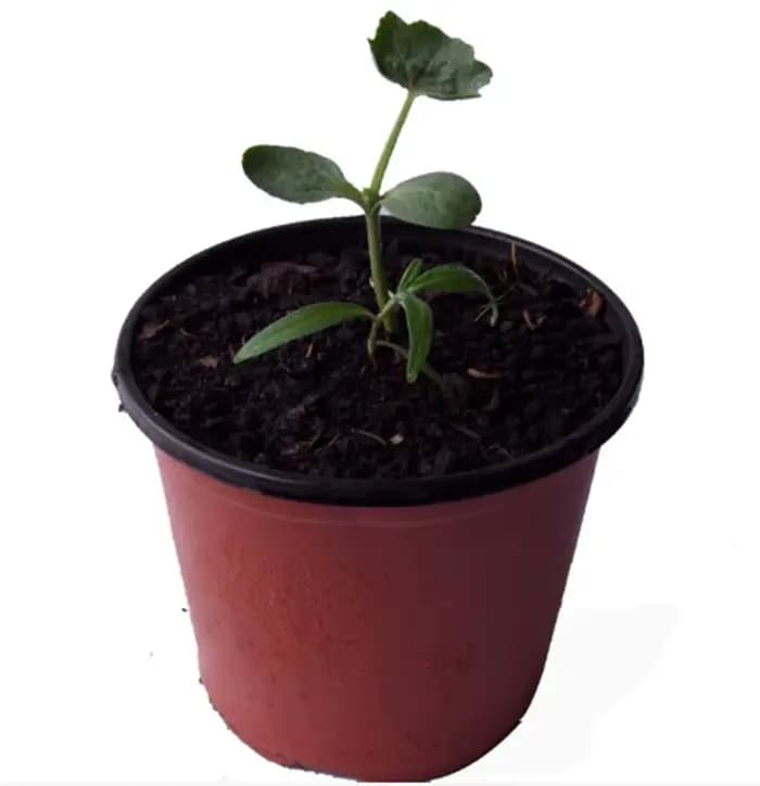 Fleurs et légumes organiques pour le sol et les nutriments du sol respirants