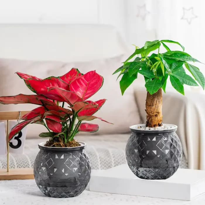 Pot de jardinière à arrosage automatique avec aquarium, Mini Pot Transparent pour plantes, système d