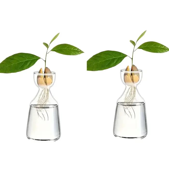 Kit de culture d'avocat - Vase de germination en verre pour les amateurs de jardinage