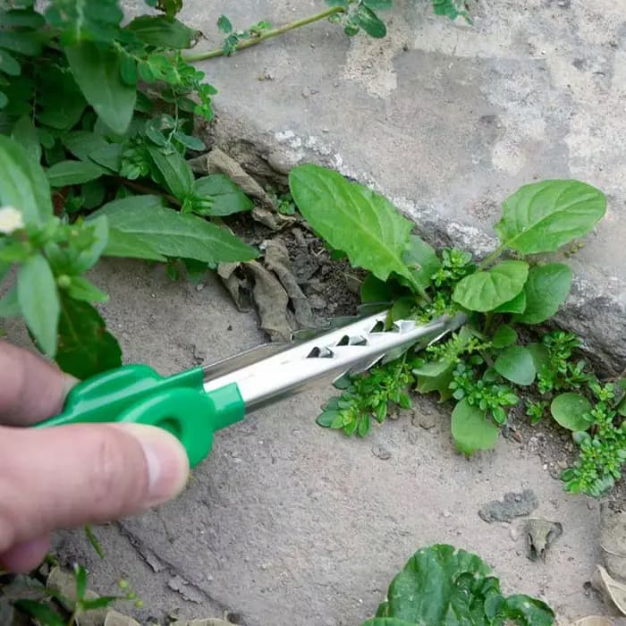 Pince de jardinage légère pour désherbage et repiquage de plantes succulentes en extérieur