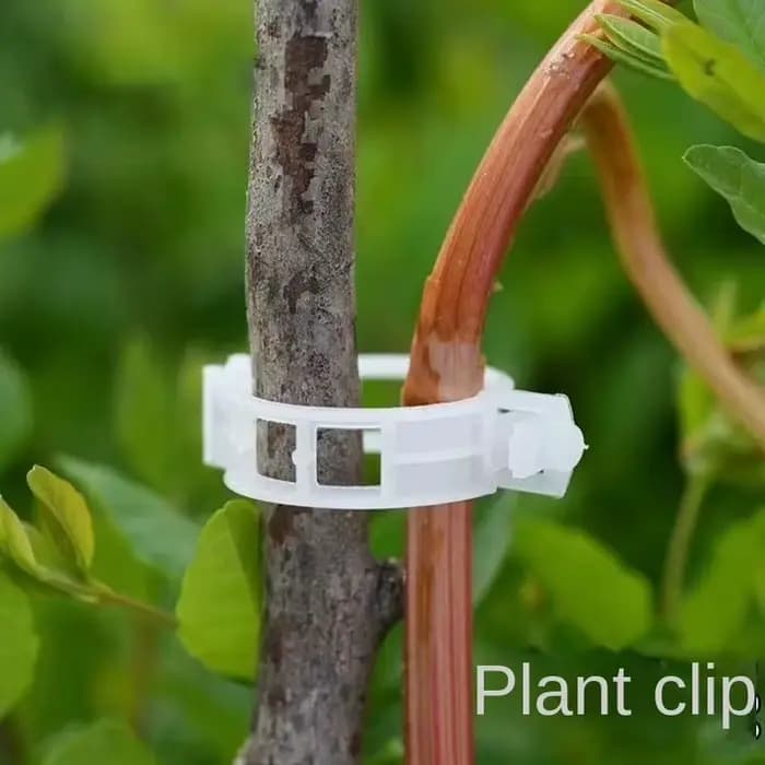 Clips de maintien de vigne réutilisables en plastique